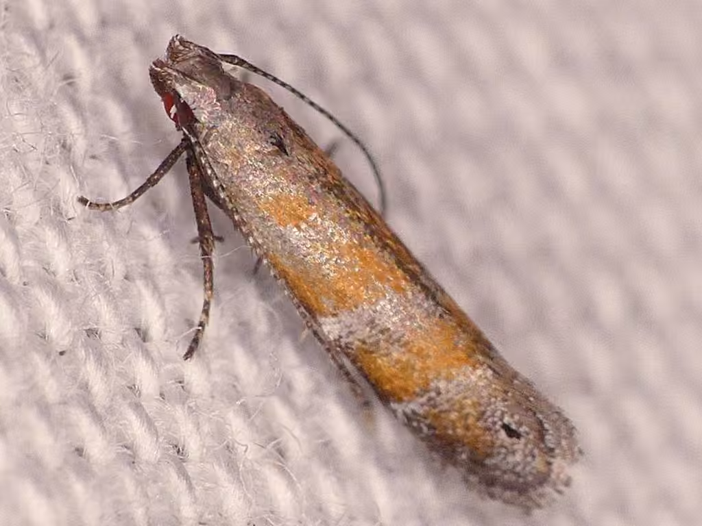 Orange Stripe-backed Moth, Adulte