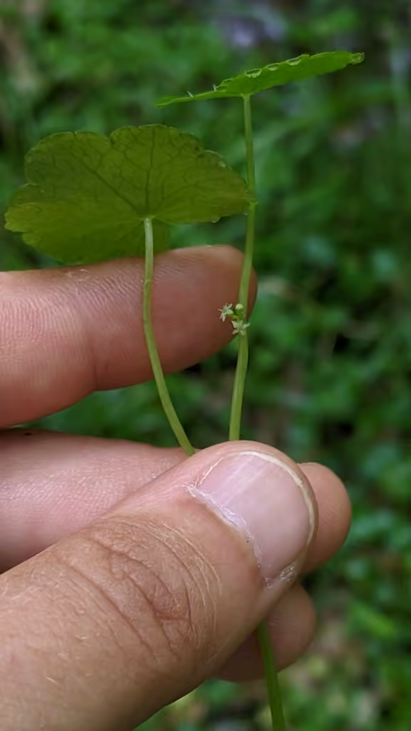 Hydrocotyle d'Amérique, En fleurs