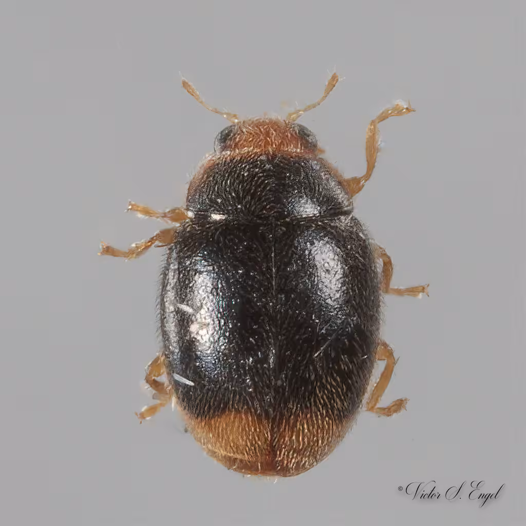 Firefly Duskyling, photo 1 of 5