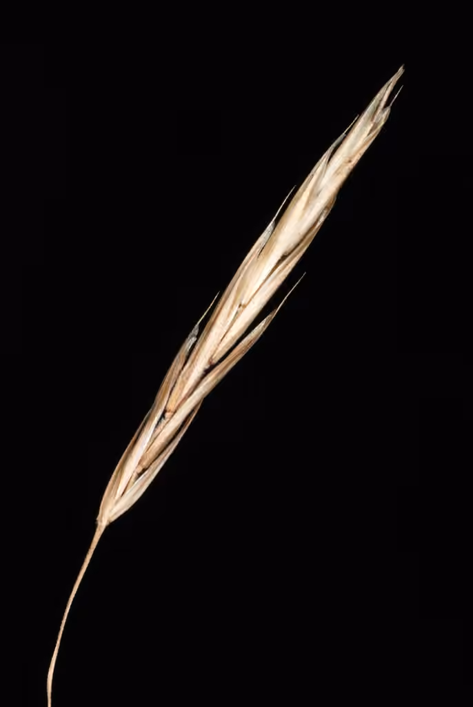 Smooth brome, In fruit