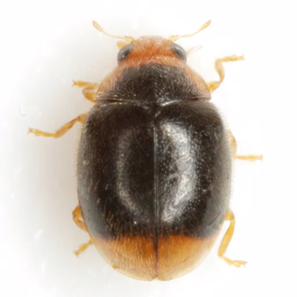 Firefly Duskyling, photo 3 of 5