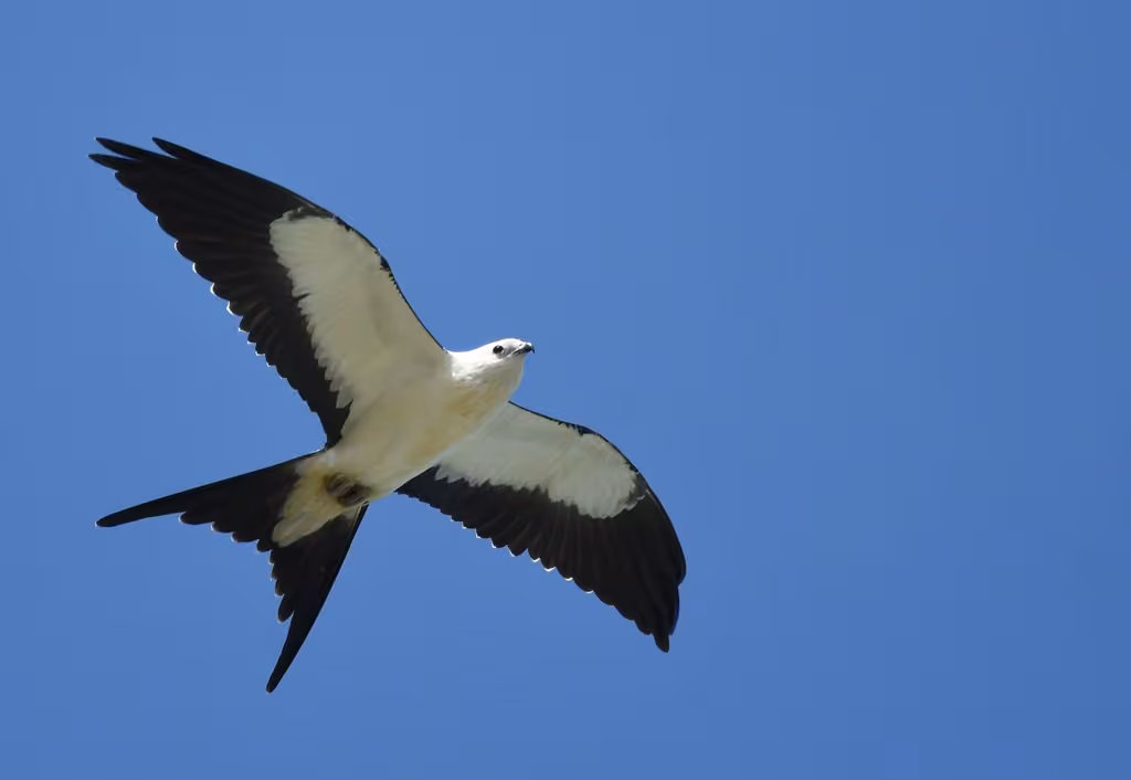 Swallow-tailed Kite, photo 2 of 5