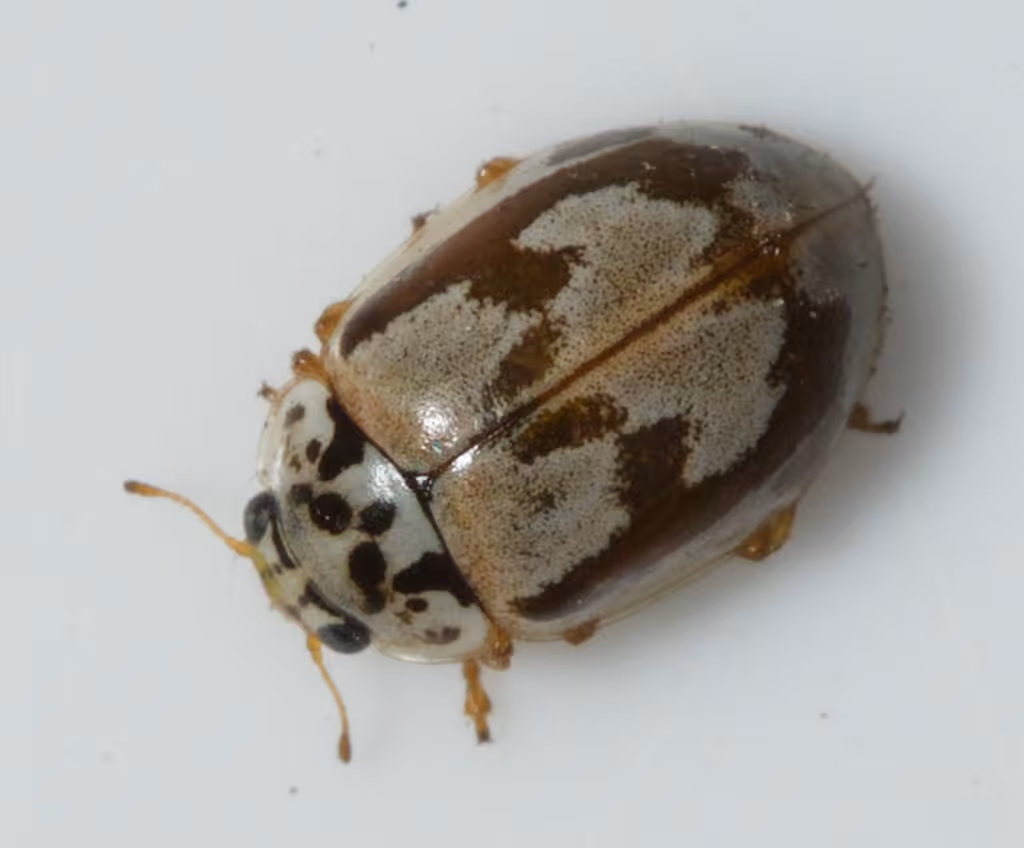 Painted Lady Beetle, Adult