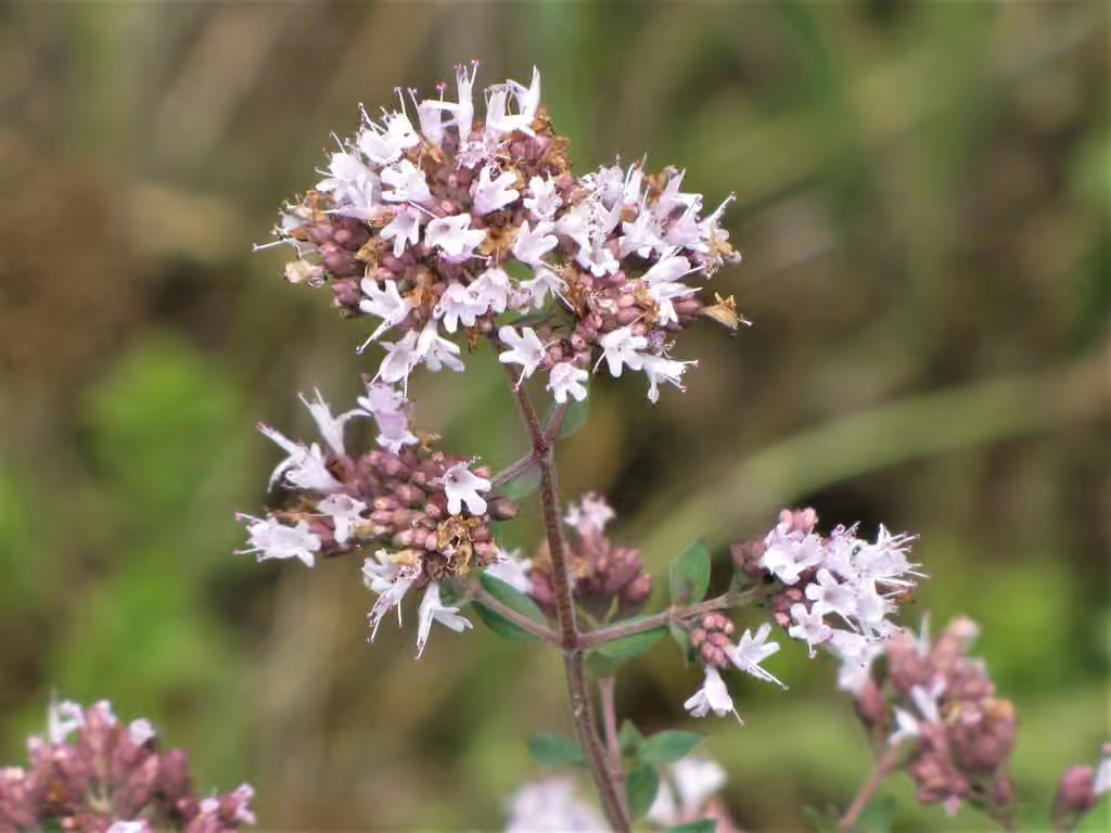 Oregano, photo 1 of 5