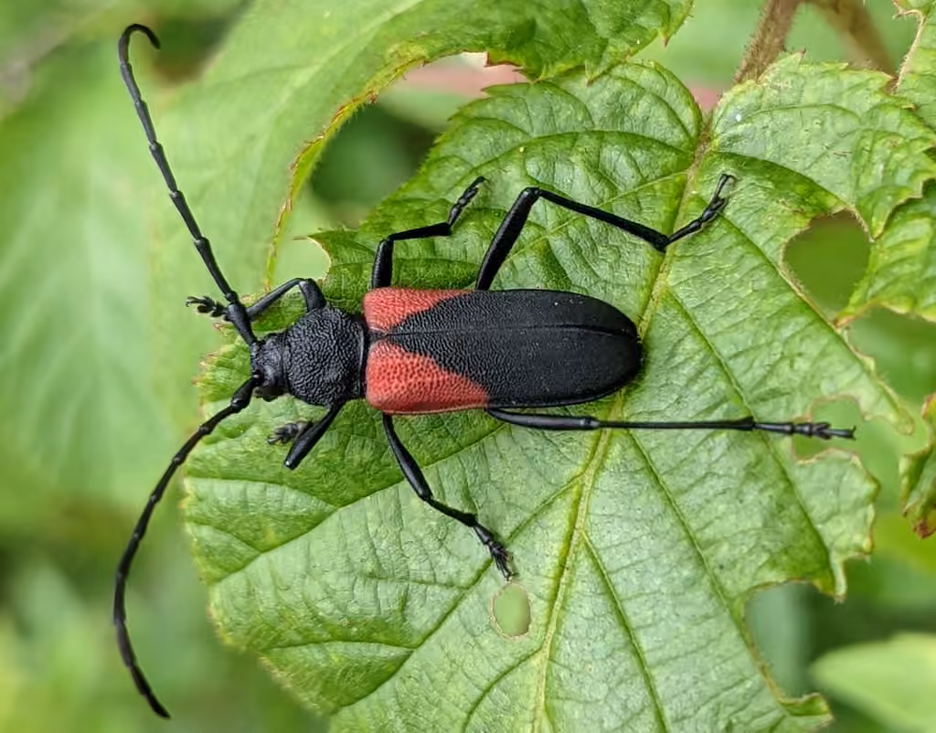 Red Triangle Long-horned Beetle, photo 2 of 5