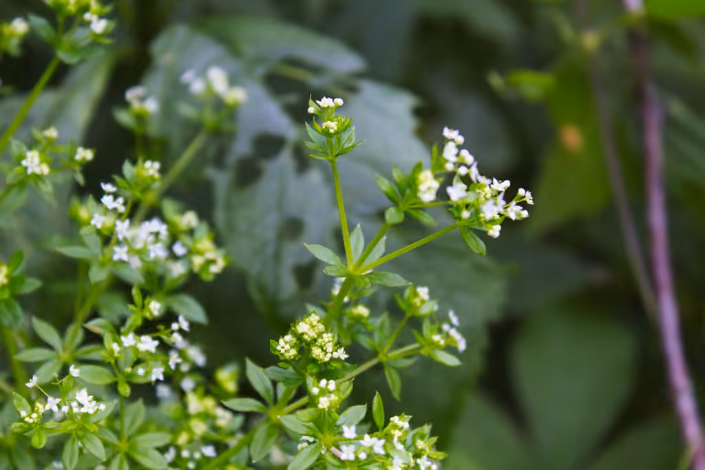 Rough bedstraw