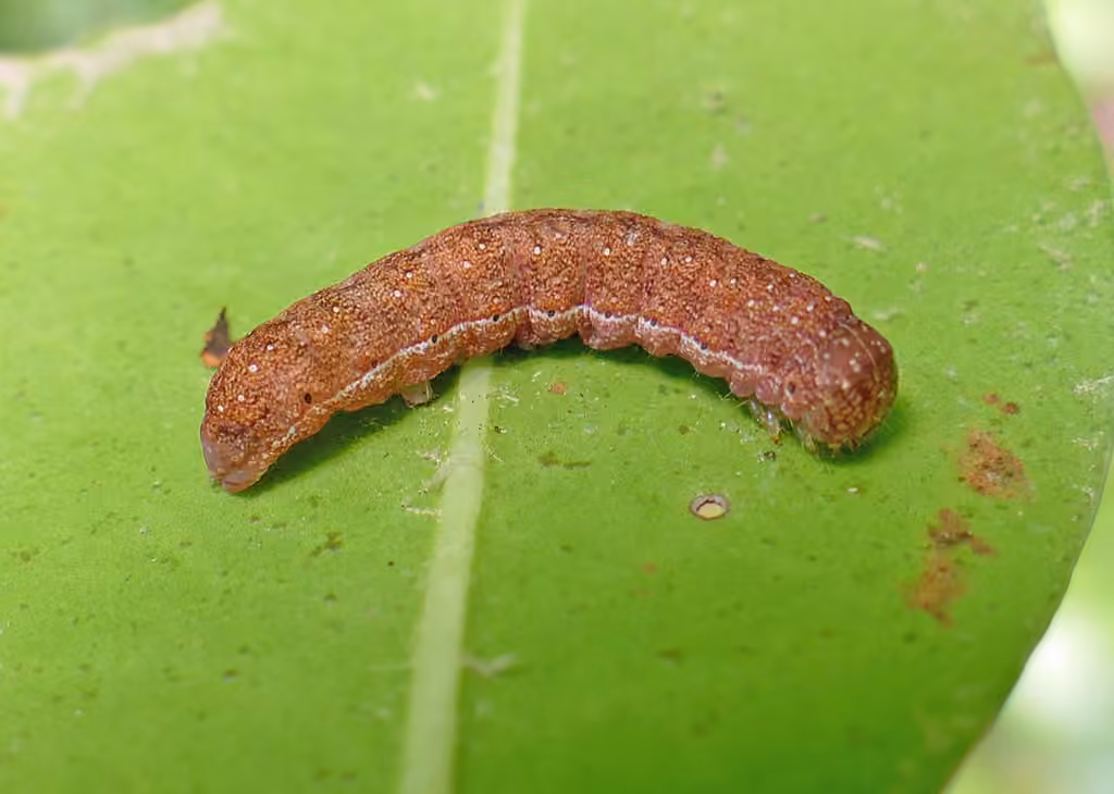 Silky Sallow, Chenille