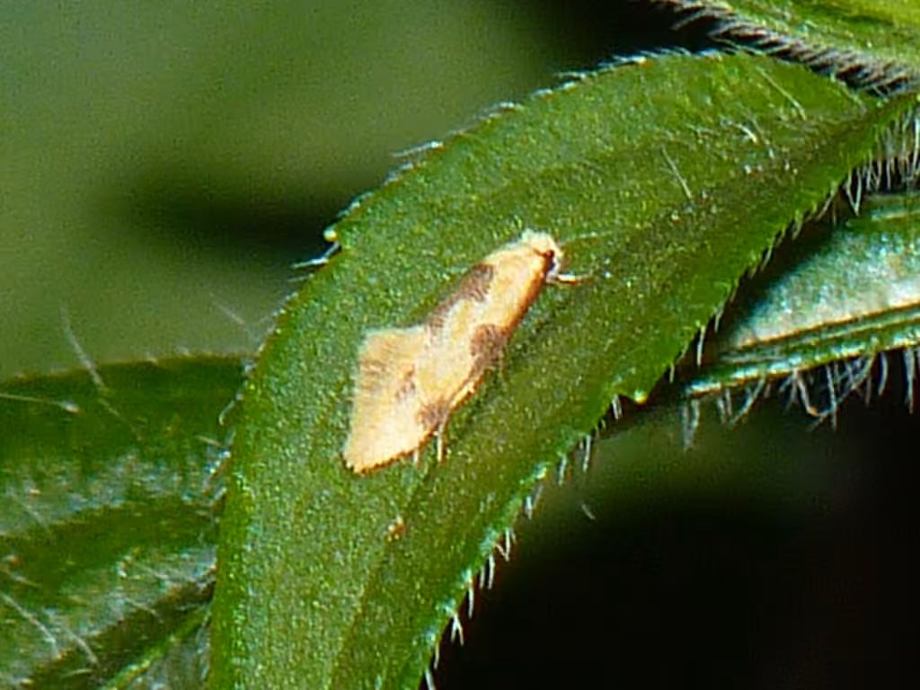 Yellow Wave Moth, photo 2 of 5