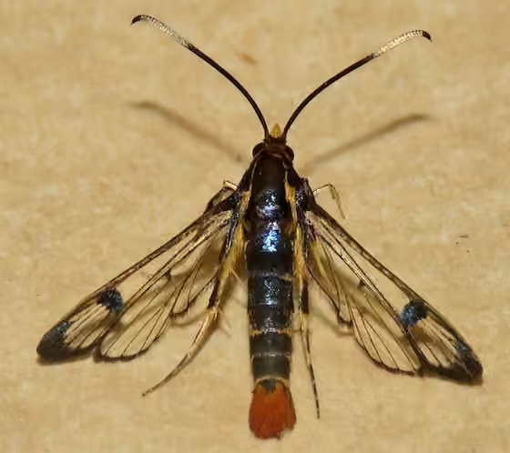 Maple Clearwing Moth, Femelle