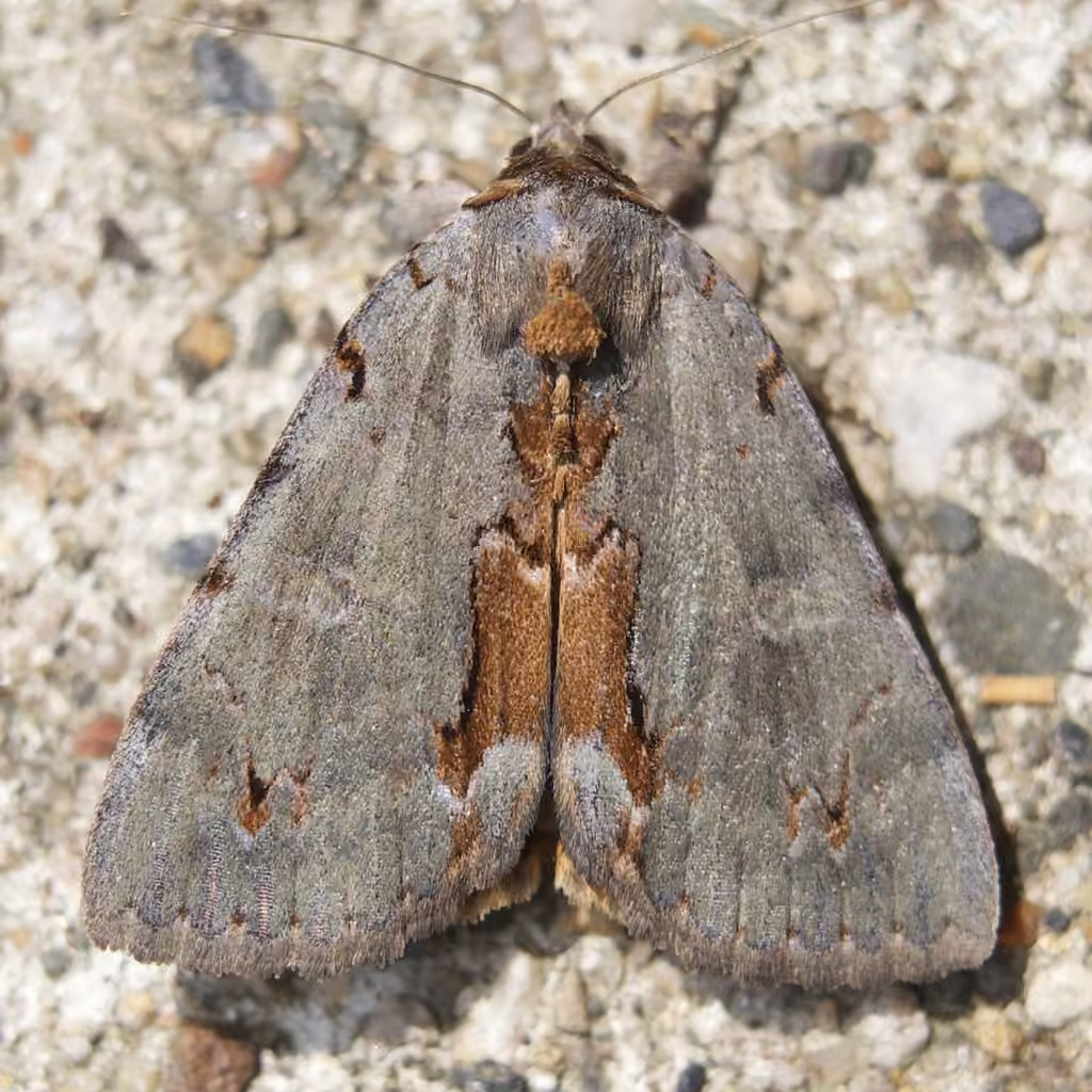 Woody Underwing, photo 3 sur 5