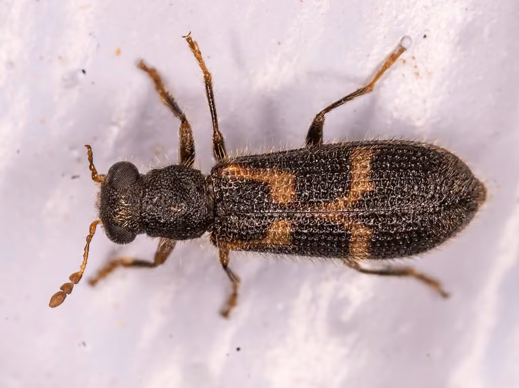 Displaced checkered beetle, Adult