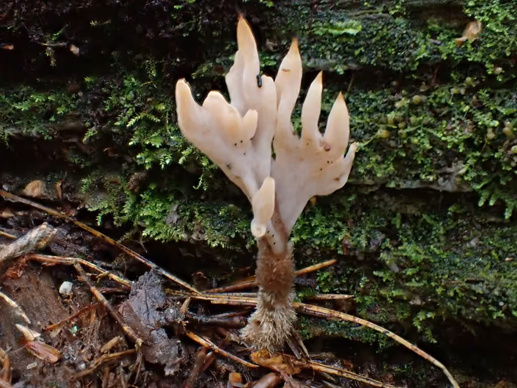 Clavulina castaneipes, photo 3 of 5