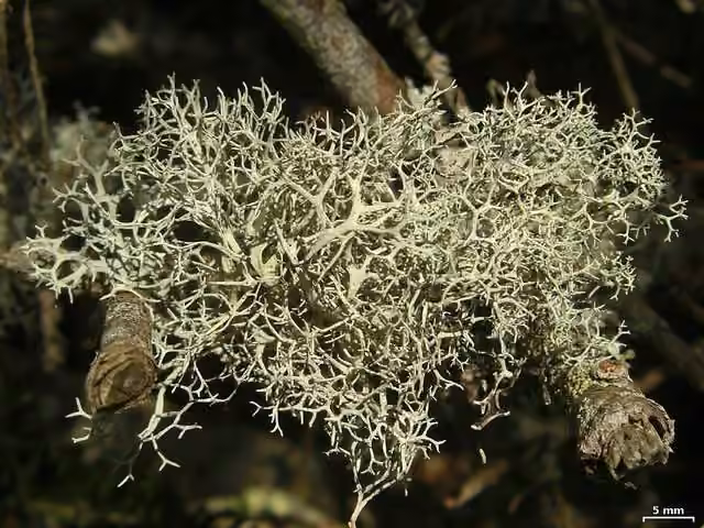 Pseudévernie fantôme, photo 2 sur 5