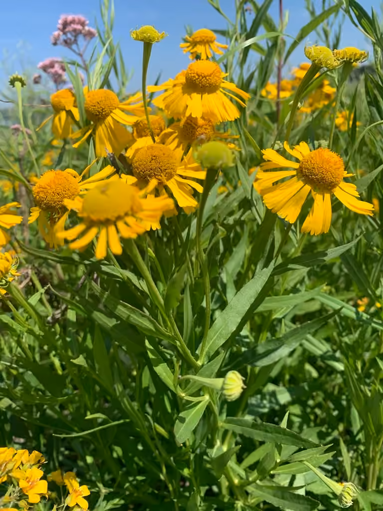 Hélénie automnale, En fleurs