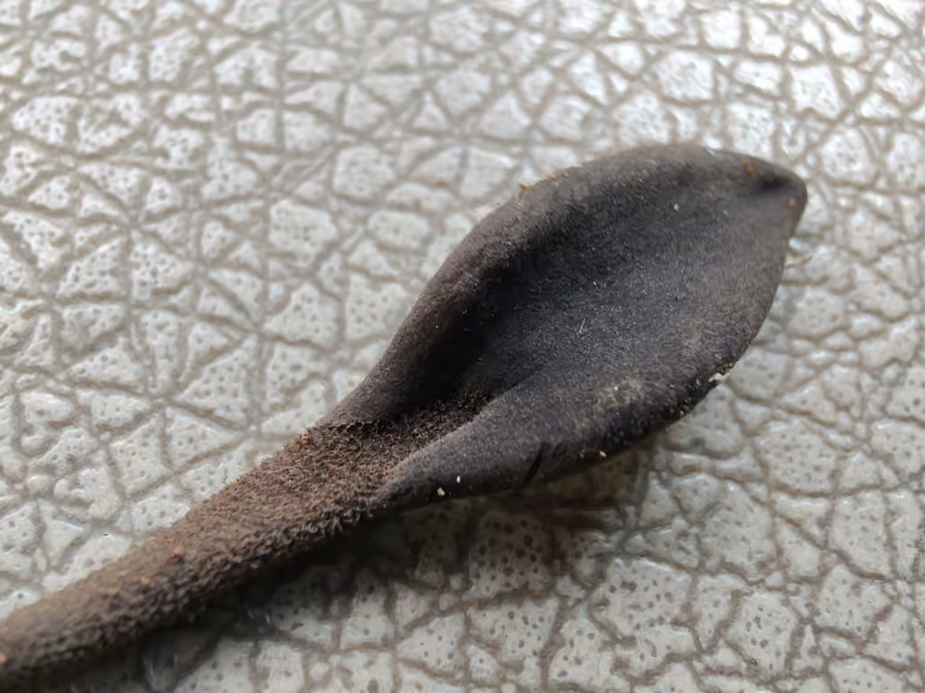 Common Black Earth Tongue, photo 3 of 5