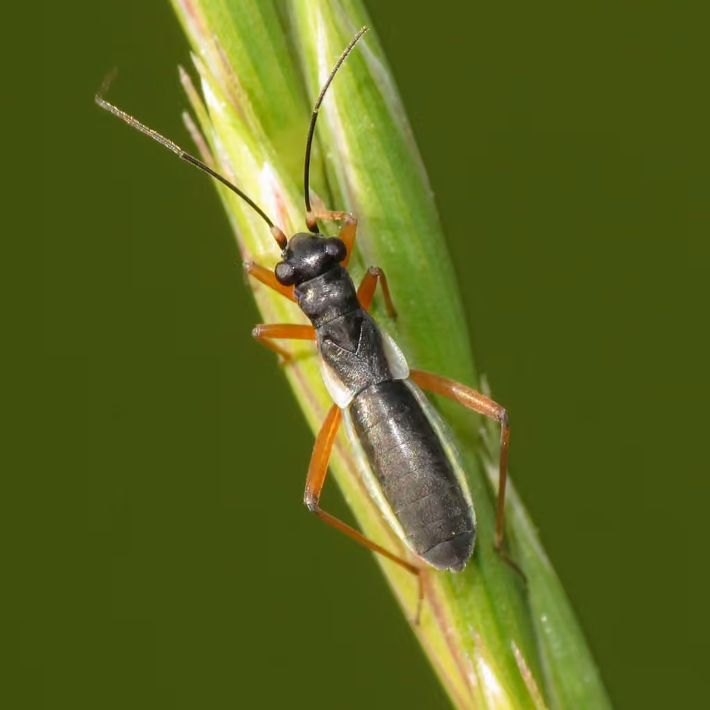 Plant bug, Adulte