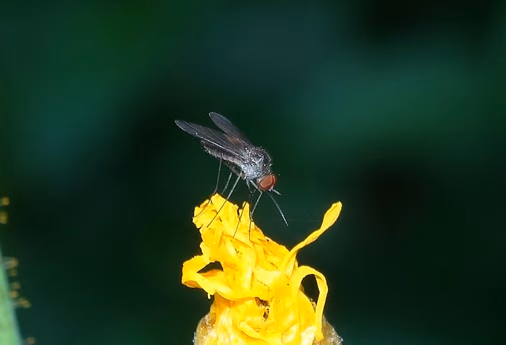 Bombyle chauve, Adulte