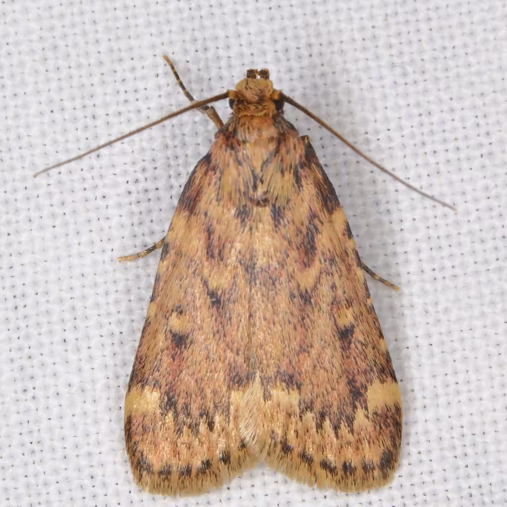 Grease Moth, photo 2 sur 5