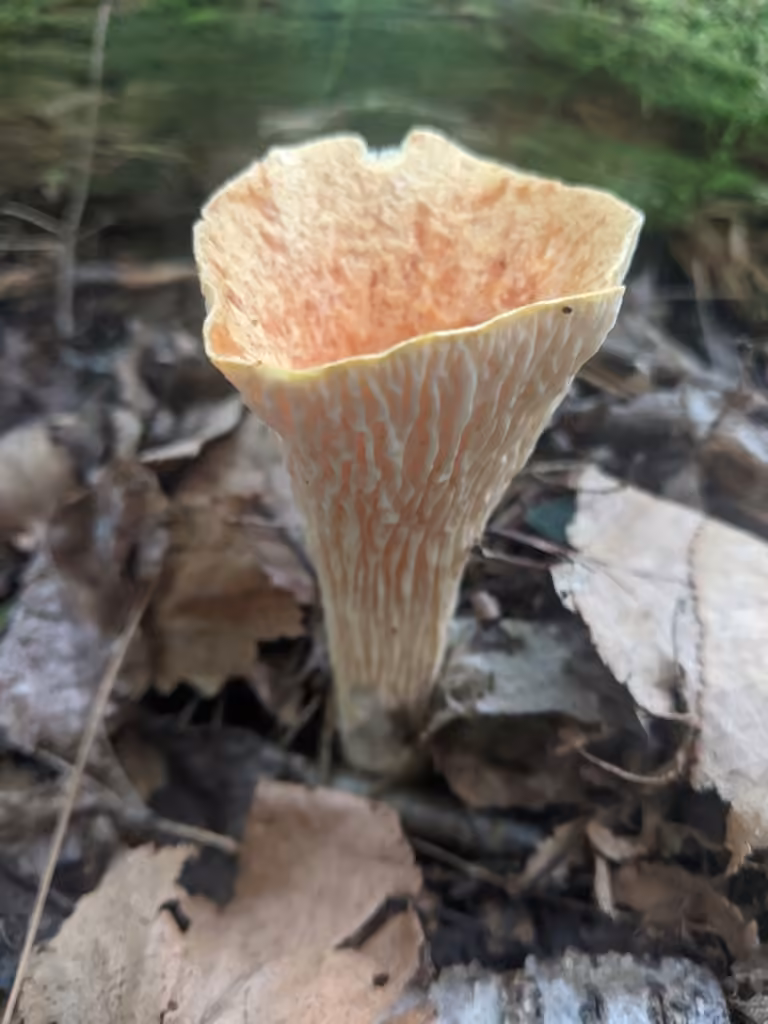 Chanterelle à flocons, photo 3 sur 5