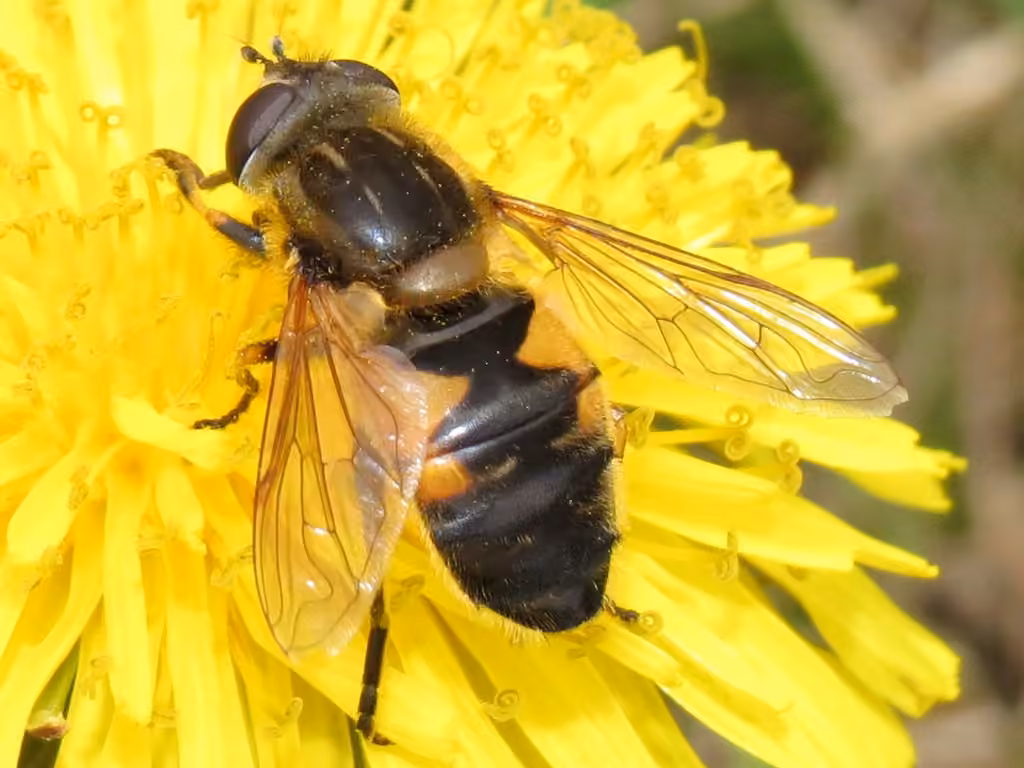 Yellow-margined Marsh Fly, photo 1 of 5