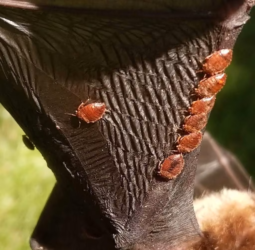 Eastern Bat Bug, photo 1 sur 5