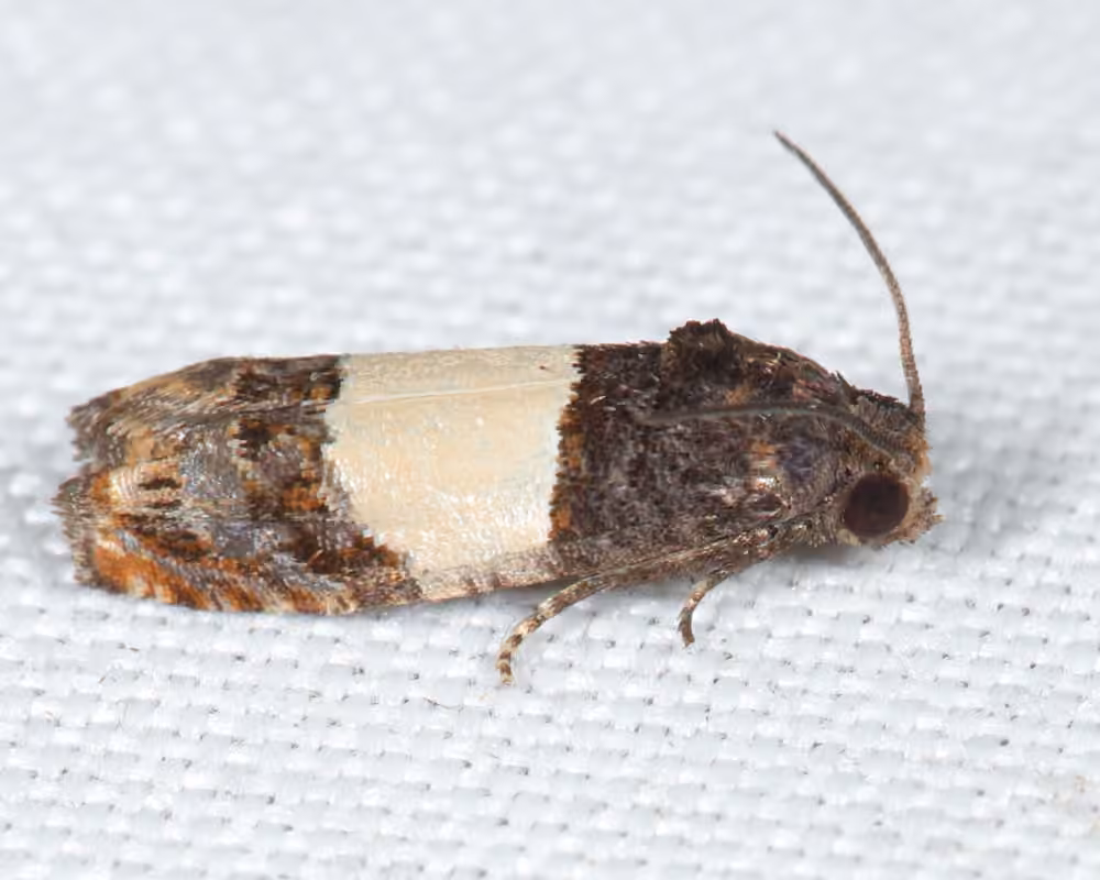 Three-parted Epiblema Moth, Adult