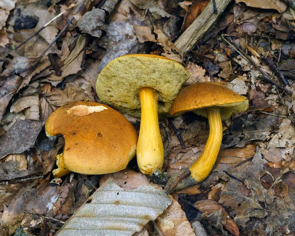 Roxane's bolete