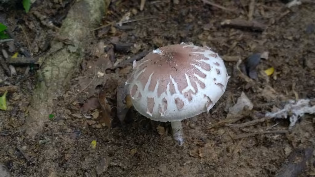 Ruby Dapperling, photo 2 of 5