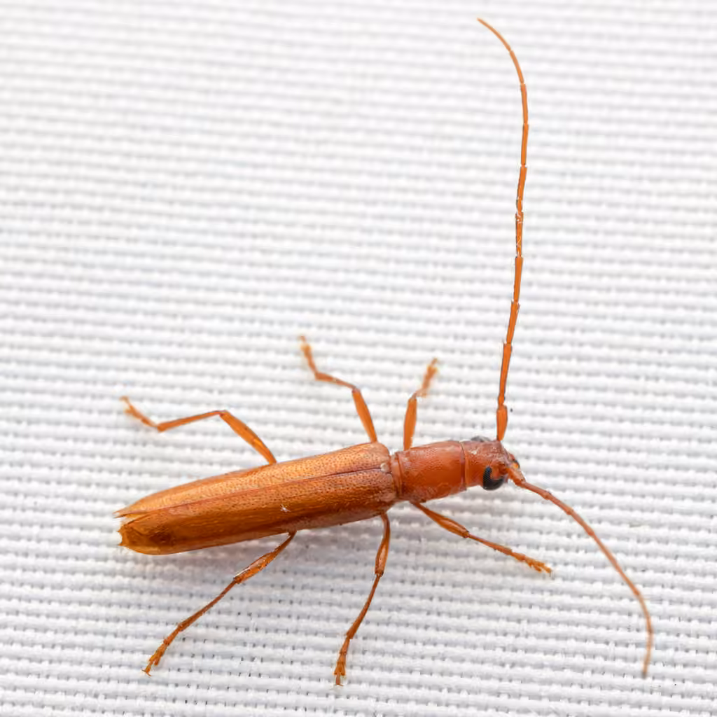Branch Pruner Beetle, photo 3 of 5