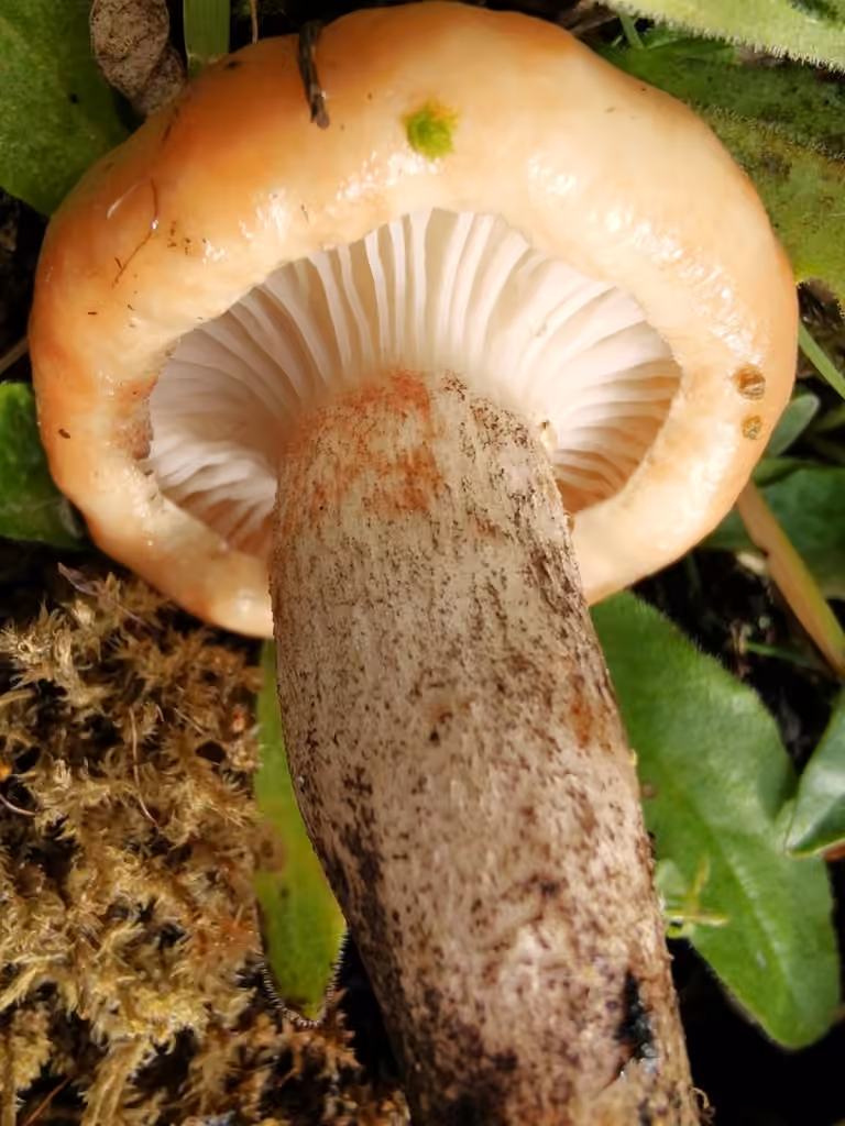 Gomphide maculé, photo 3 sur 5