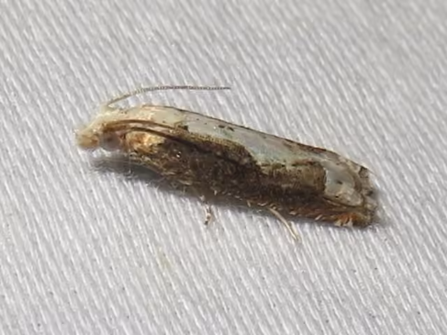 Suleima cinerodorsana, Adulte