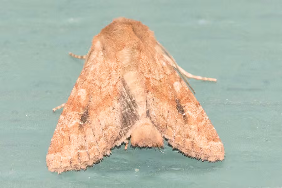 Lined Quaker, Adulte