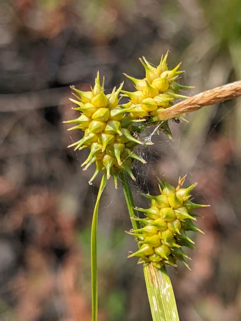 Carex à écailles cachées, photo 3 sur 5