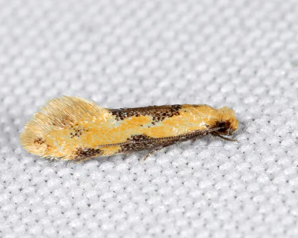 Yellow Wave Moth, Adult