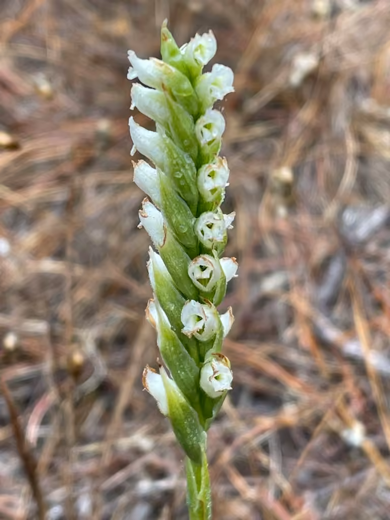 Hooded ladies'-tresses, In flower