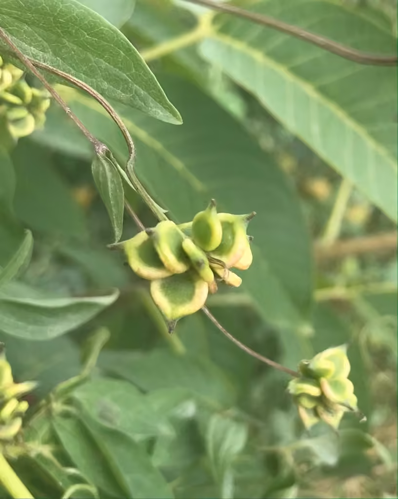 Italian leather flower, In fruit