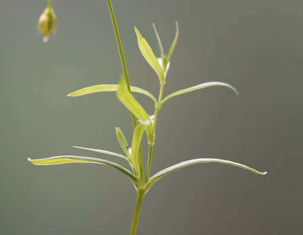 Stellaire à longues feuilles, En fleurs