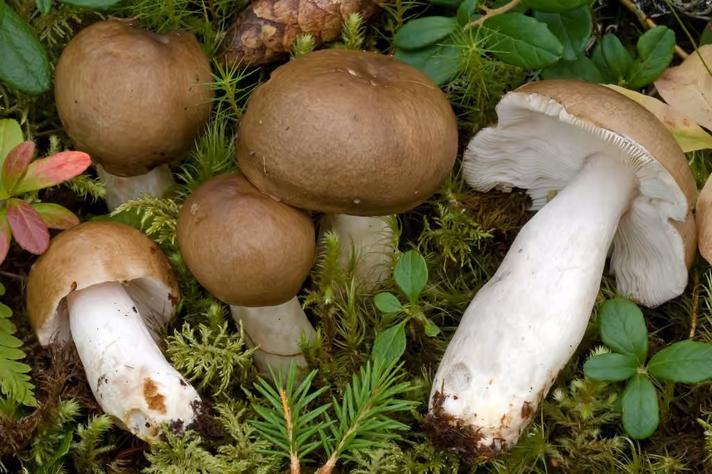 Russule bistre, photo 1 of 5