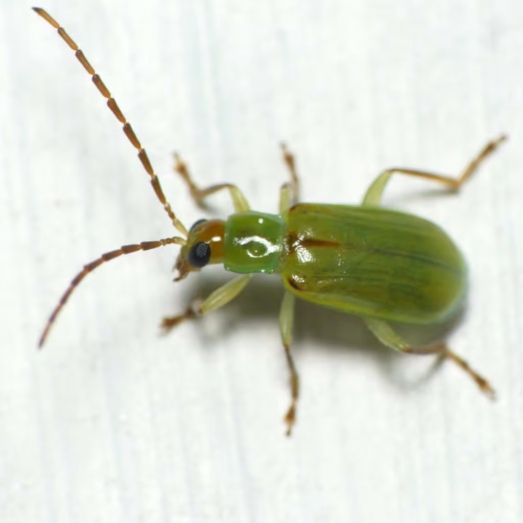 northern corn rootworm, photo 2 of 5