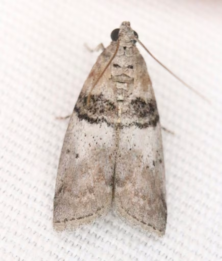 Tlascala Moth, Adult