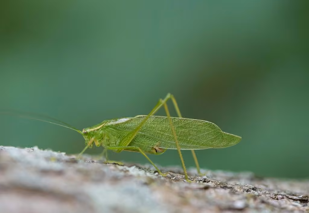 Sauterelle septentrionale