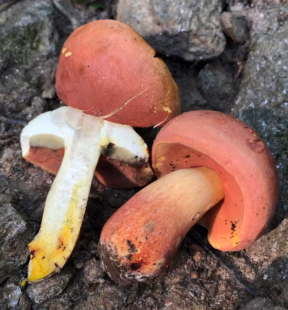 Red and yellow bolete, photo 3 of 5