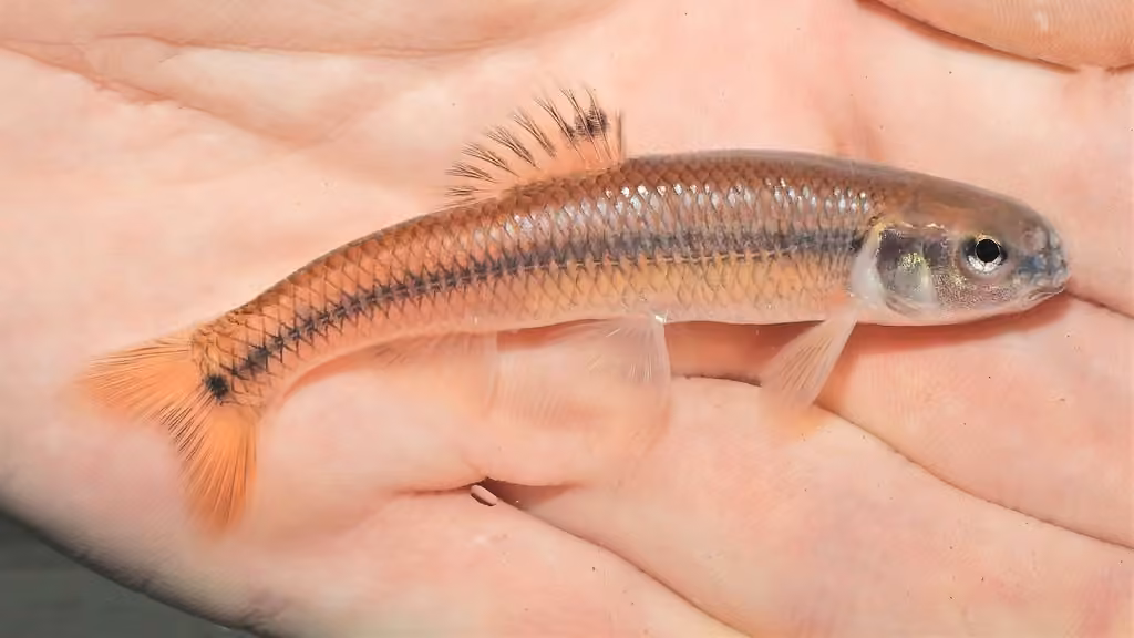 Bluntnose Minnow