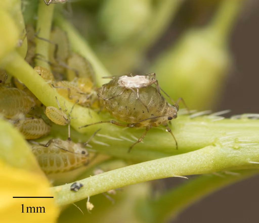 Turnip Aphid, photo 1 of 5