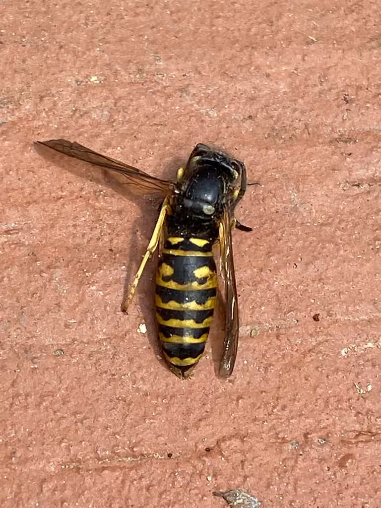 Vespe infernale, Mâle