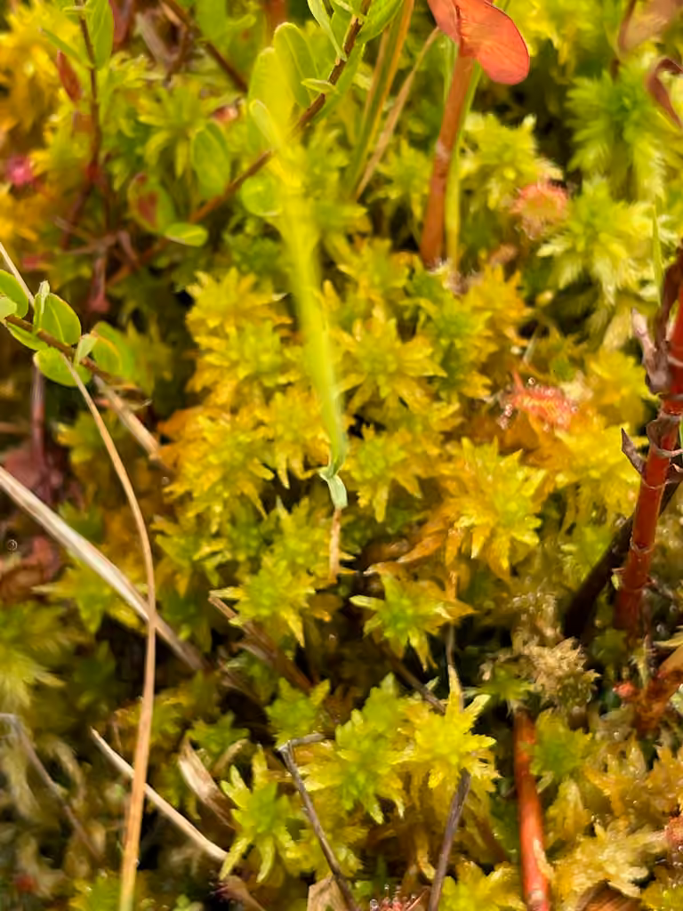 Sphaigne courbée, photo 2 sur 5