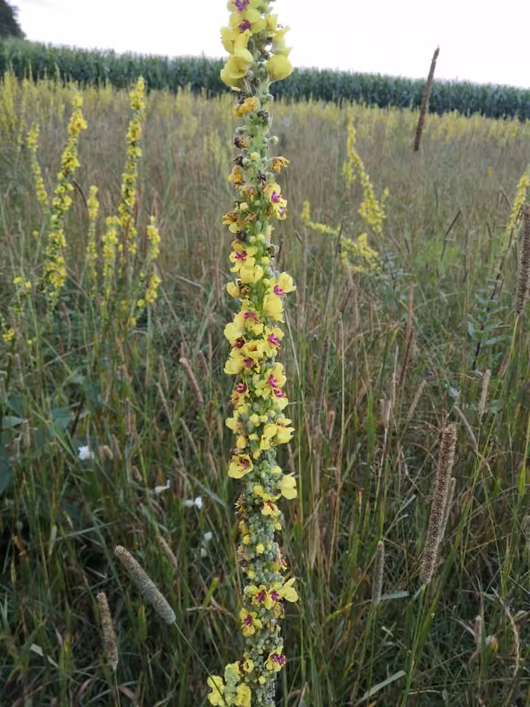 Black mullein, In fruit