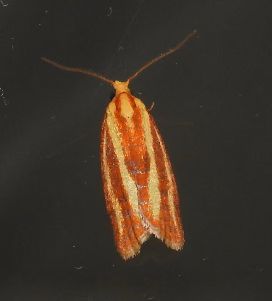 Three-streaked Sparganothis Moth, Adult