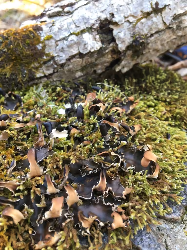 Necker's felt lichen, photo 3 of 5