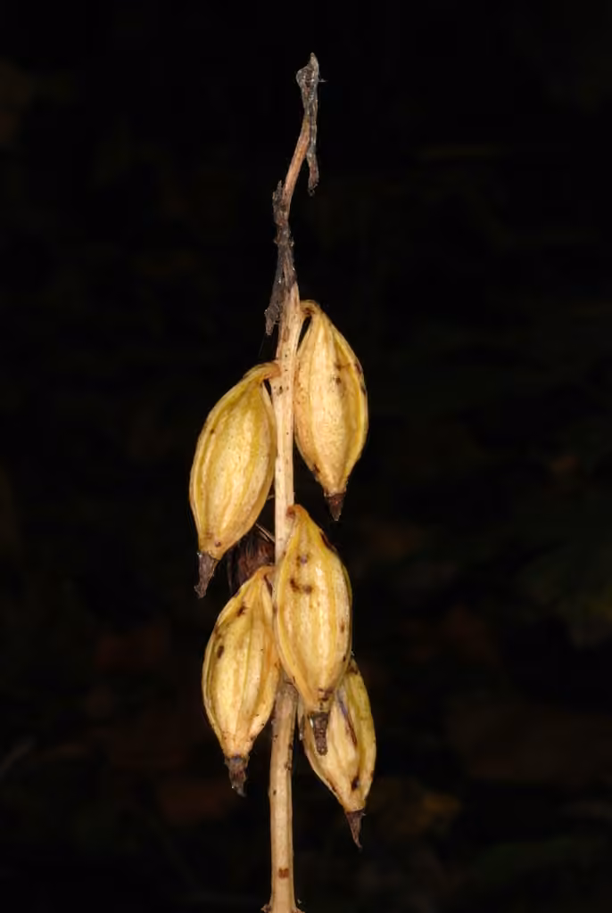 Aplectrelle d'hiver, En fruits